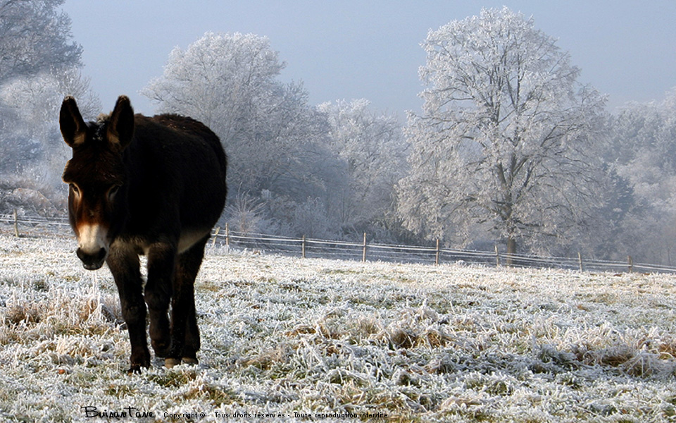 L'âne en hiver