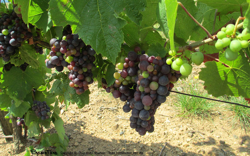 vigne beaujolaise